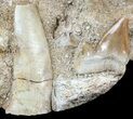 Mosasaur, Enchodus & Shark Tooth - Top Quality Prep #55794-2